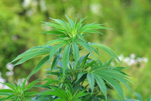 What happens when you mix alcohol, cannabis and driving?